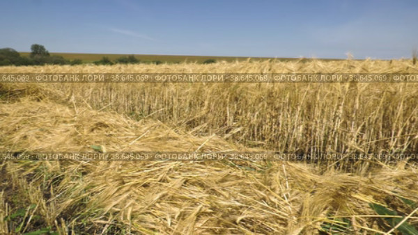Поволжье, страда. Колосья спелой пшеницы. Volga region, harvest season. Ears of ripe wheat. Стоковое видео, видеограф Евгений Романов / Фотобанк Лори