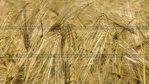 Поволжье, страда. Колосья спелой пшеницы. Volga region, harvest season. Ears of ripe wheat. Стоковое видео, видеограф Евгений Романов / Фотобанк Лори