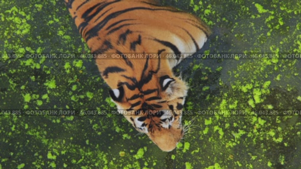 Powerful tiger drinking from algae covered pond, aerial safari park view. Стоковое видео, видеограф Mikhail Davidovich / Фотобанк Лори