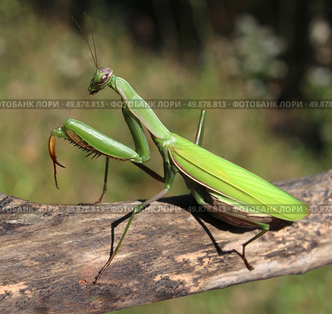 Praying Mantis insect in nature  as a symbol of green natural extermintion and pest control with a predator that hunts and eats other insects as an icon of entomology biology education. Стоковое фото, агентство Ingram Publishing / Фотобанк Лори