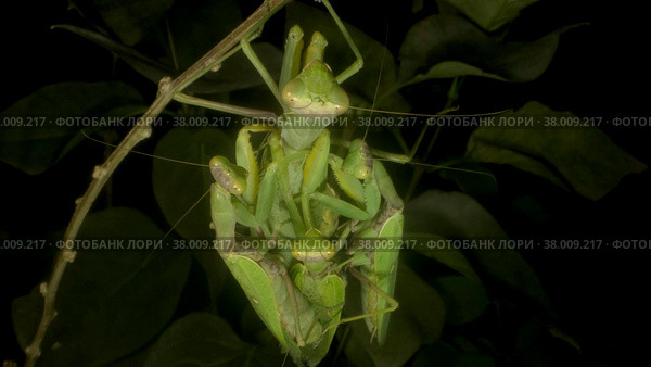 Praying mantises copulate two male and female. Close up of mantis insect. Front portrait. Стоковое фото, фотограф Некрасов Андрей / Фотобанк Лори