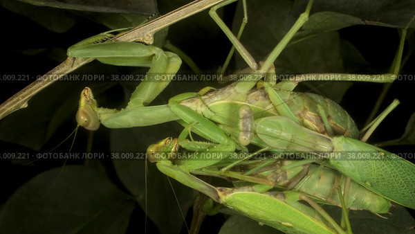 Praying mantises copulate two male and female. Mantis mating. Transcaucasian Tree Mantis (Hierodula transcaucasica). Close up of mantis insect. Стоковое фото, фотограф Некрасов Андрей / Фотобанк Лори