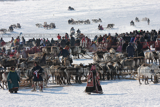Праздник - День оленевода в Салехарде (2013 год). Редакционное фото, фотограф Елена Боброва / Фотобанк Лори