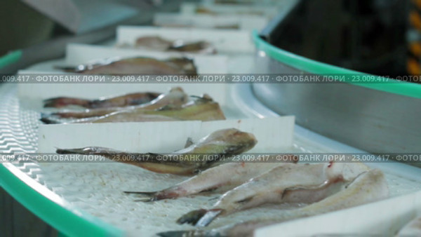 Предприятие по переработке рыбы и морепродуктов. Стоковое видео, видеограф Илья Насакин / Фотобанк Лори