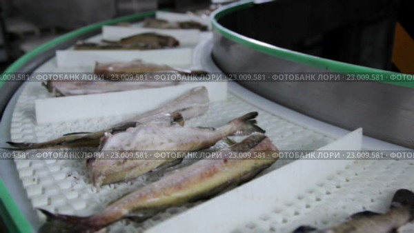 Предприятие по переработке рыбы и морепродуктов. Стоковое видео, видеограф Илья Насакин / Фотобанк Лори