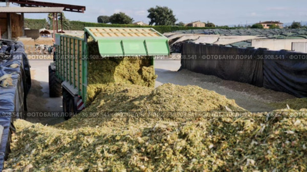 Preparation of animal food in agricultural complex. Tractor digging big pile of minced maize. Стоковое видео, видеограф Яков Филимонов / Фотобанк Лори