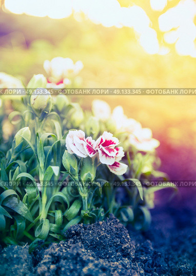 Pretty carnation flowers in sunset light in garden bed, outdoor. Стоковое фото, агентство Ingram Publishing / Фотобанк Лори