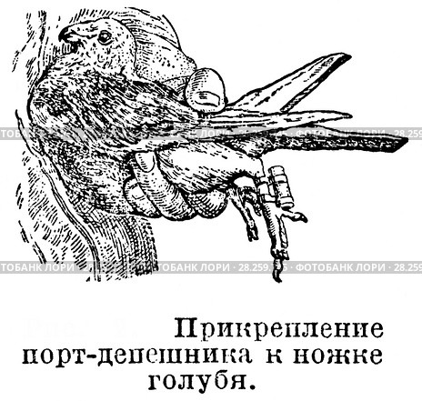 Прикрепление порт-депешника к ножке почтового голубя. Стоковая иллюстрация, иллюстратор Макаров Алексей / Фотобанк Лори