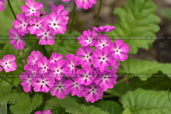 Primula sieboldii - an early spring flower, primrose. Стоковое фото, фотограф Володина Ольга / Фотобанк Лори