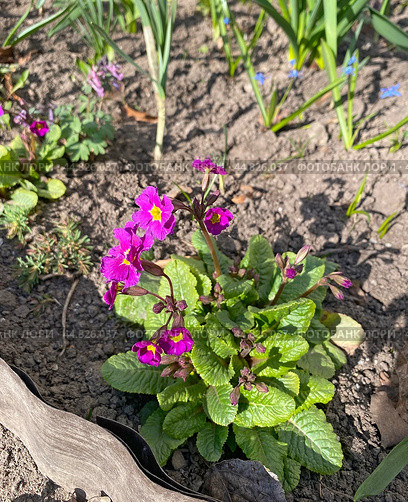 Примула Юлии (Primula juliae) Стоковое фото, фотограф Мария Кылосова / Фотобанк Лори