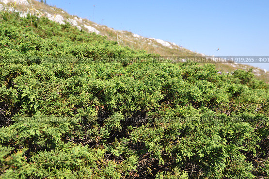 Приспособляемость к суровым условиям жизни. Можжевеловый стланик  (Juniperus сем. Кипарисовые) на Караби, Крым. Стоковое фото, фотограф Наталья Крупская / Фотобанк Лори