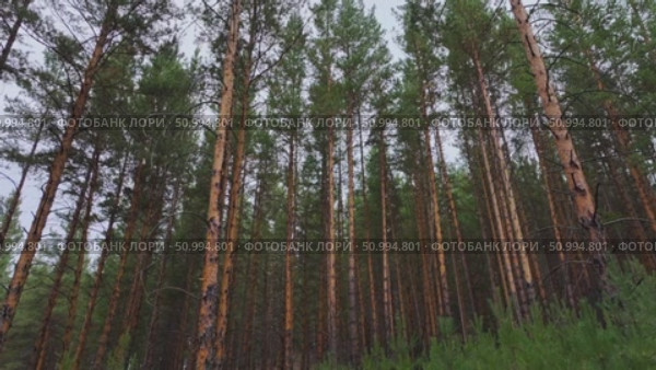 Прогулка по хвойному лесу. Стоковое видео, видеограф Степан Столбовский / Фотобанк Лори