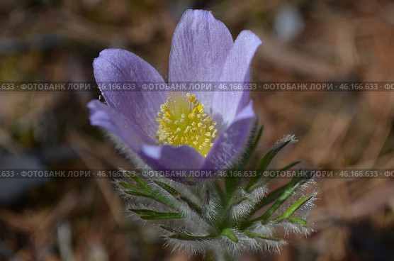 Прострел раскрытый (Pulsatilla patens L.), "Сон-трава" Стоковое фото, фотограф Мария Петрова / Фотобанк Лори