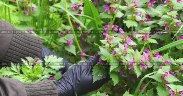 Процесс сбора растения Яснотка пурпурная, другое название Lámium purpureum, используется как лекарственное растение в народной медицине. Стоковое видео, видеограф Сергей Чайко / Фотобанк Лори