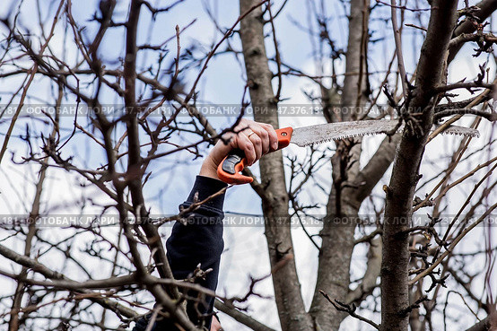 Pruning the branches of a fruit tree with a garden saw. A hand saw in the hands of a man. Close-up tree sawing, Tree maintenance. Gardening. Preparing the garden for the summer season. Стоковое фото, фотограф Photojuli / Фотобанк Лори