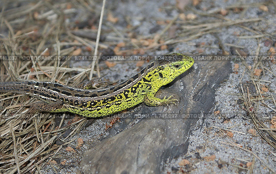 Прыткая ящерица (лат. Lacerta agilis) Стоковое фото, фотограф Александр Шилин / Фотобанк Лори