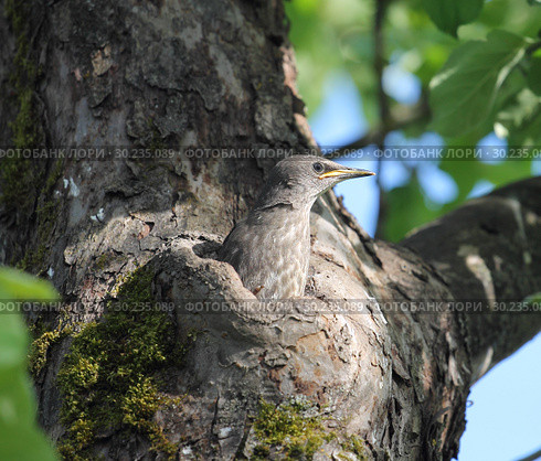 Птенец скворца обыкновенного (Sturnus vulgaris) Стоковое фото, фотограф EgleKa / Фотобанк Лори