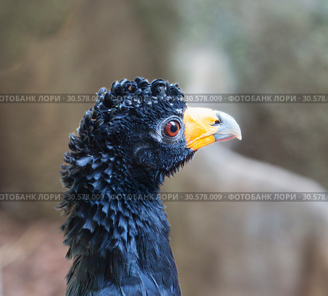 Птица Хохлатый гокко. Black (crested) curassaw. Стоковое фото, фотограф Галина Савина / Фотобанк Лори