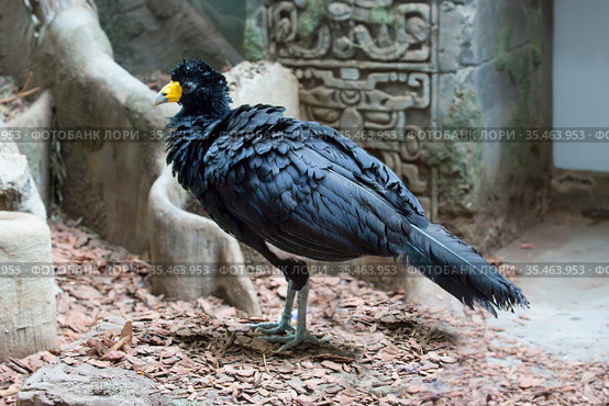 Птица Хохлатый гокко. Black (crested) curassaw. Стоковое фото, фотограф Галина Савина / Фотобанк Лори
