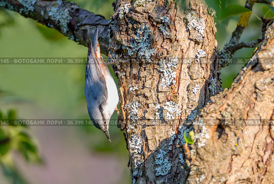 Птица поползень  (Sitta europaea) Стоковое фото, фотограф Галина Савина / Фотобанк Лори