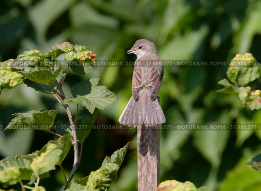 Птица Серая славка (Sylvia communis).(англ. gray wren-warbler) Стоковое фото, фотограф Галина Савина / Фотобанк Лори