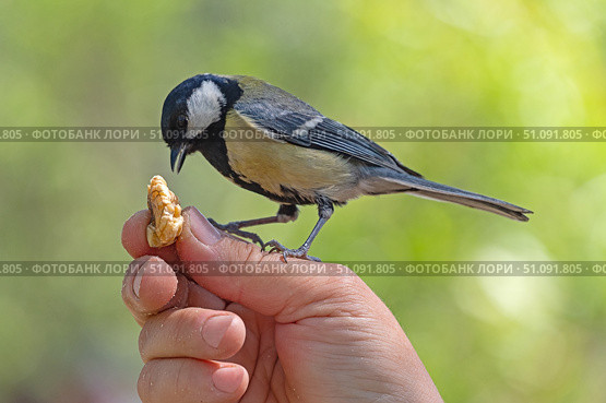 Птица синица сидит на руке и ест грецкий орех. A titmouse bird sits on a hand and eats a walnut. Стоковое фото, фотограф Татьяна Д / Фотобанк Лори
