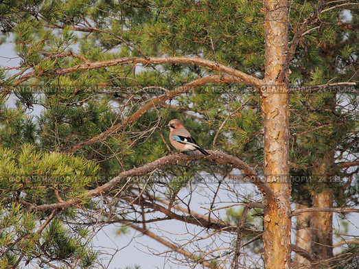 Птица сойка на сосне. Garrulus glandarius. Стоковое фото, фотограф Антон Мудрилов / Фотобанк Лори