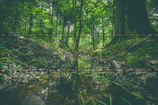 Puddle in a forest with green trees and branches. Стоковое фото, агентство Ingram Publishing / Фотобанк Лори