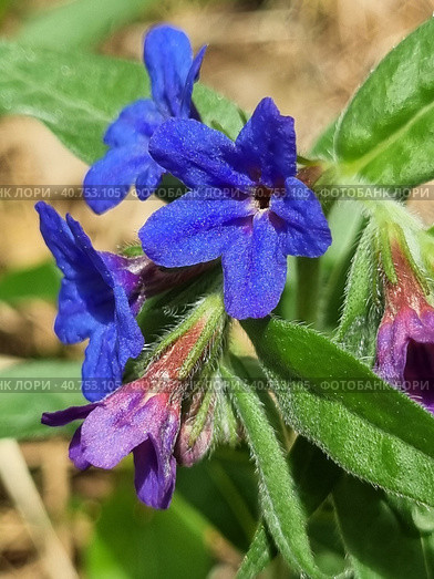 Pulmonária lungwort flowers on green. Стоковое фото, фотограф Анна Кривицкая / Фотобанк Лори