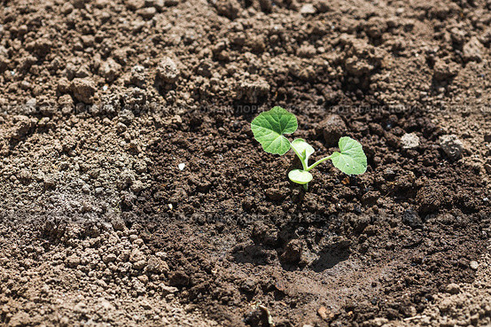 Pumpkin seedlings are planted in the ground. The concept of spring planting of vegetables and farming. Стоковое фото, фотограф Photojuli / Фотобанк Лори