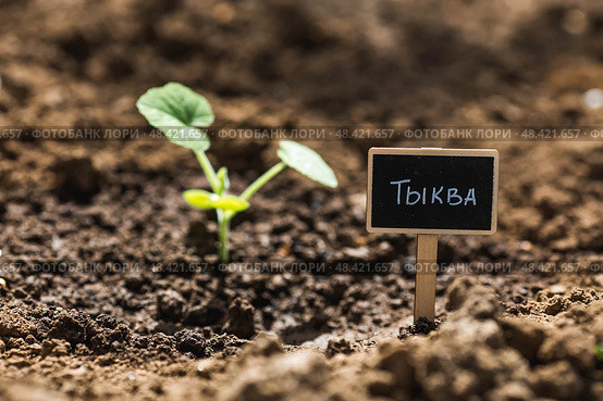 Pumpkin seedlings are planted in the ground. The concept of spring planting of vegetables and farming. A sign with an inscription in Russian: "pumpkin". Стоковое фото, фотограф Photojuli / Фотобанк Лори