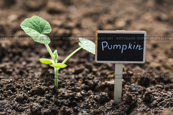 Pumpkin seedlings are planted in the ground. The concept of spring planting of vegetables and farming. A sign with the inscription pumpkin. Стоковое фото, фотограф Photojuli / Фотобанк Лори