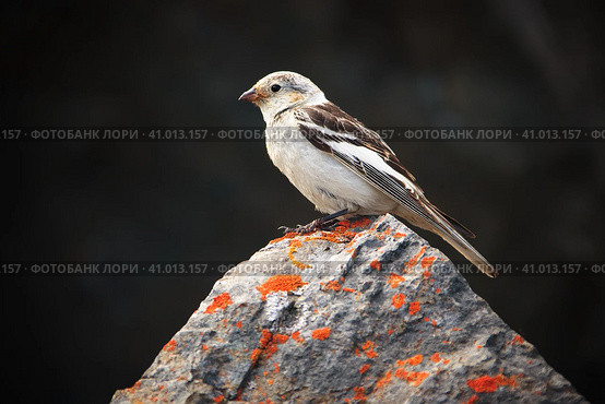 Пуночка (Plectrophenax nivalis). Маленькая белая птичка сидит на покрытой лишайником скале. Крупный план птицы на камне на темном фоне. Животный мир и птицы Арктики. Чукотка, Россия. Стоковое фото, фотограф Андрей Степанов / Фотобанк Лори