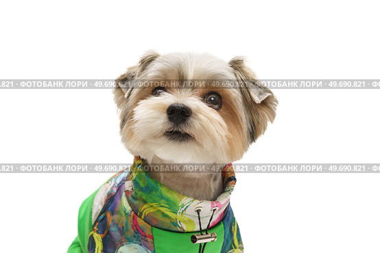 Puppy Maltese lapdog isolated on white background. Стоковое фото, фотограф Корнеев Вячеслав / Фотобанк Лори