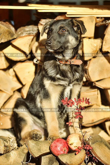 Puppy mestizo shepherd dog on wooden background. Стоковое фото, фотограф Анна Кривицкая / Фотобанк Лори