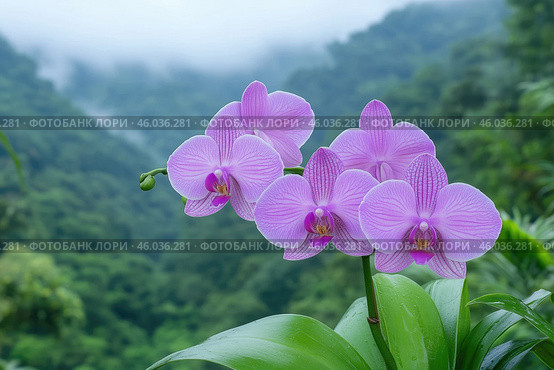 Purple orchids on the mountain background, Phalaenopsis. Стоковое AI-изображение, AI-художник Евгений Харитонов / Фотобанк Лори