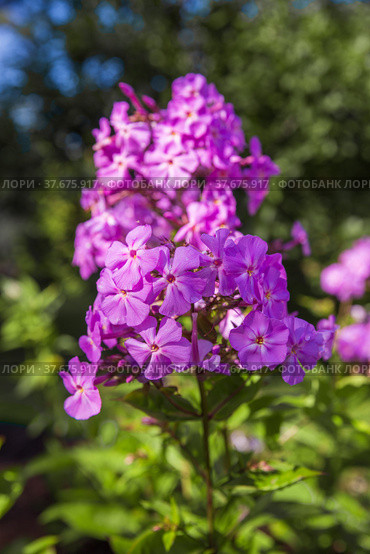 Purple phlox paniculata. Стоковое фото, фотограф Юлия Бабкина / Фотобанк Лори