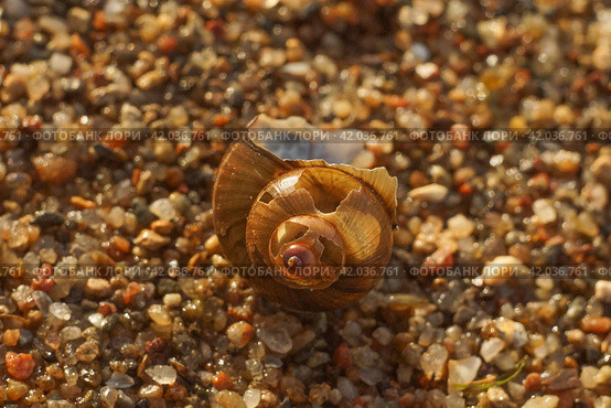 Пустая сломанная раковина пресноводной улитки / empty broken freshwater snail shell. Стоковое фото, фотограф Александр Паньков / Фотобанк Лори