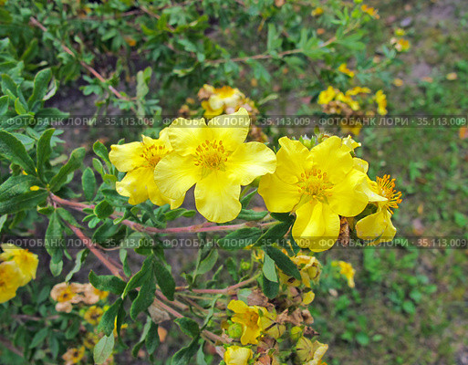 Пятилистник кустарниковый (Dasiphora fruticosa) Стоковое фото, фотограф Мария Кылосова / Фотобанк Лори