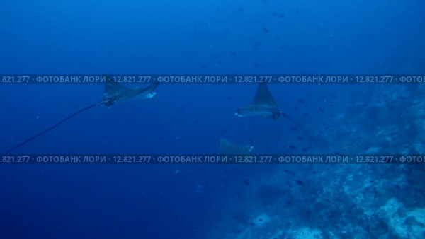 Пятнистый орлиный скат (Aetobatus narinari) плывет над коралловым рифом, Индийский океан, Мальдивские острова. Стоковое видео, видеограф Некрасов Андрей / Фотобанк Лори