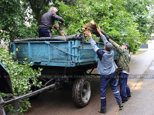 Рабочие ЖКХ, подрезка деревьев – мужчины грузят спиленное дерево в прицеп трактора летом во дворе жилого дома (2017 год). Редакционное фото, фотограф Илья Илмарин / Фотобанк Лори
