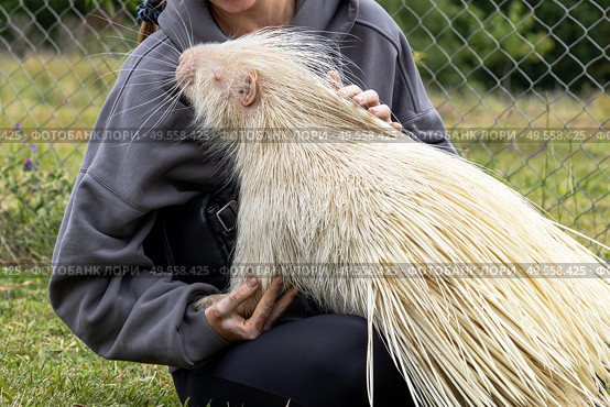 Rare Albino porcupine being gentlely touched womans hand in Rehabilitation Zoo. Стоковое фото, фотограф Екатерина Якименко / Фотобанк Лори
