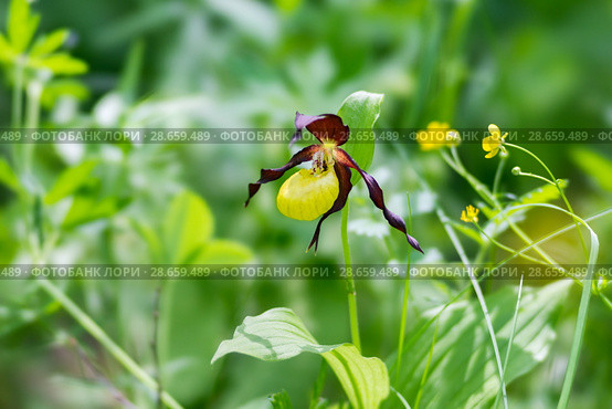 Rare specieswild orchid Lady's Slipper Real (Cypripedium calceolus) on a sunny forest meadow. Стоковое фото, фотограф Светлана Попова / Фотобанк Лори
