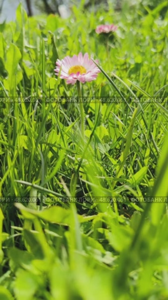 Растет как сорняк Маргаритка многолетняя (Bellis perennis) из семейства Астровые (Asteraceae) – растение космополит. Стоковое видео, видеограф Светлана Русских / Фотобанк Лори