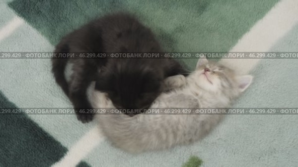 Разноцветные котята играют. A colorful kittens are playing. Стоковое видео, видеограф Евгений Романов / Фотобанк Лори