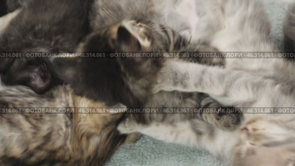 Разноцветные котята спят. A colorful kittens are sleeping. Стоковое видео, видеограф Евгений Романов / Фотобанк Лори