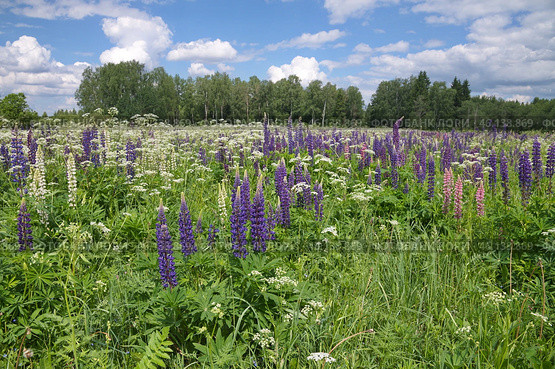 Разноцветные люпины (лат. Lupinus) цветут на лугу. Стоковое фото, фотограф Елена Коромыслова / Фотобанк Лори
