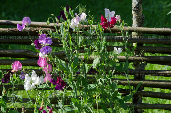 Разноцветный душистый горошек или чина душистая (лат. Lathyrus odomtus) цветет в саду. Стоковое фото, фотограф Елена Коромыслова / Фотобанк Лори