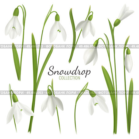 Realistic snowdrop flower set with editable text and images of february fair-maids on blank background vector illustration. Стоковая иллюстрация, агентство Ingram Publishing / Фотобанк Лори