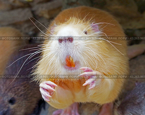 Речная крыса или нутрия в зоопарке. Coypu (Myocastor coypus), also known as river rat or nutria. Стоковое фото, фотограф Татьяна Д / Фотобанк Лори